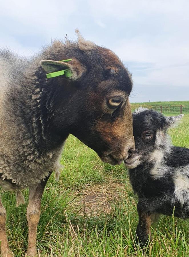 Vakantieboerderij Huize Nuis Noordbeemster Zewnętrze zdjęcie