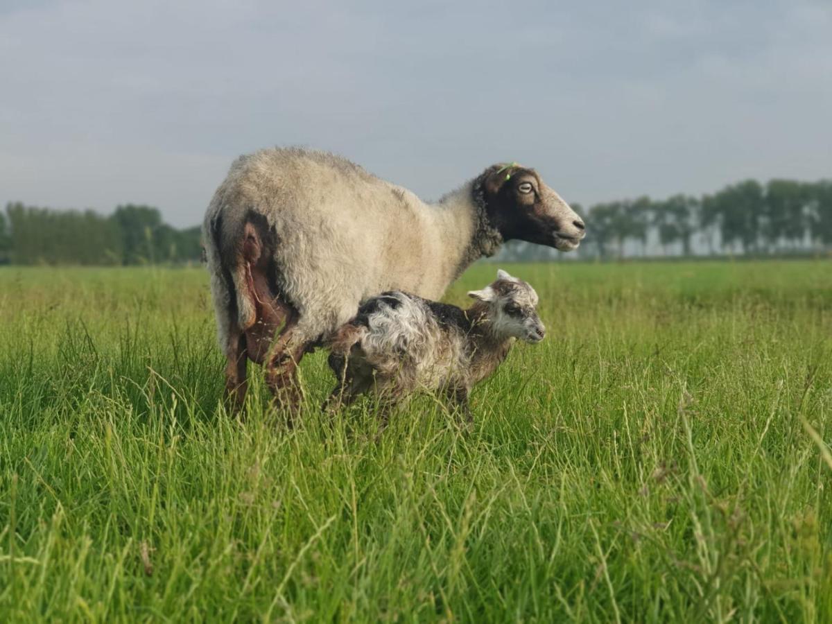 Vakantieboerderij Huize Nuis Noordbeemster Zewnętrze zdjęcie